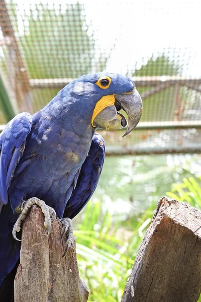 Portrait of Hyacinth Macaw Parrot