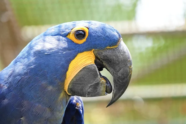 Portrait of Hyacinth Macaw Parrot
