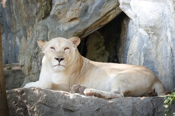 White female lion lie down on the rock