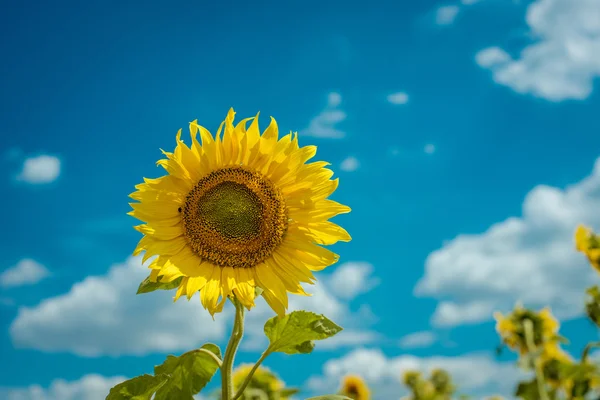 Sunflower on a background of blue sky