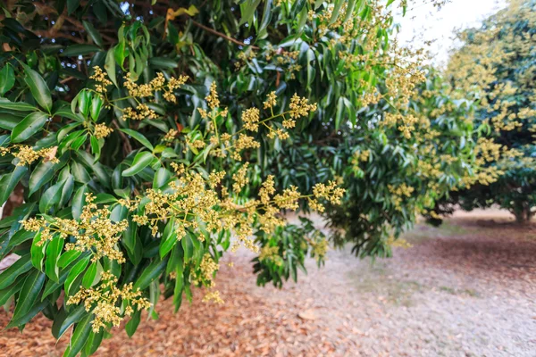 Litchi flower on tree