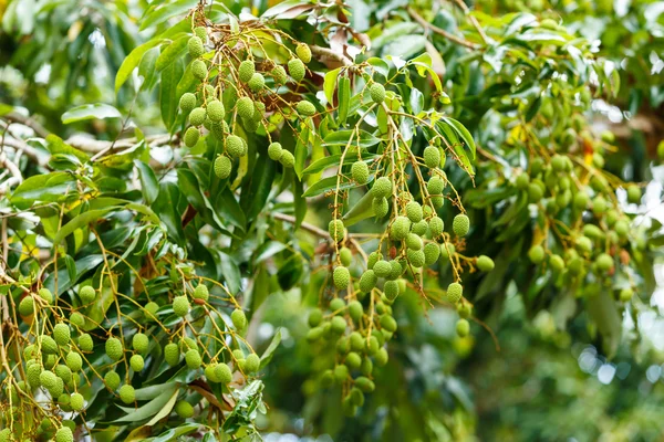 Young litchi on tree