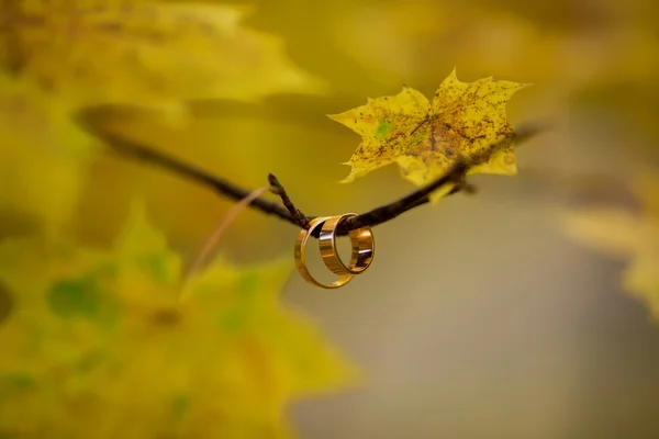 Wedding rings on tree branch in autumn wedding day