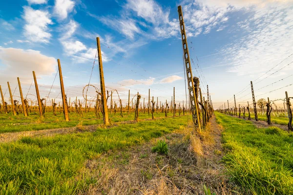 Leafless vineyards organized into files