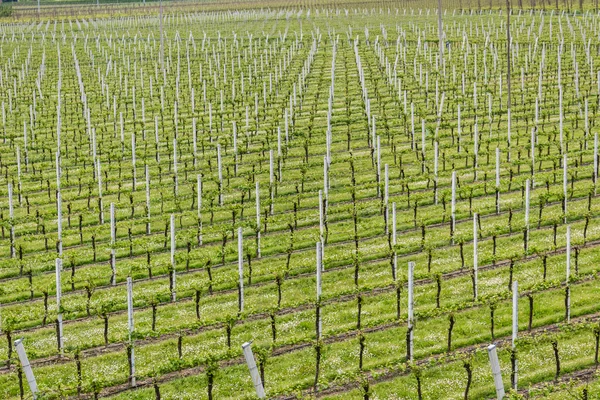 Rows of vines, white poles and flowers