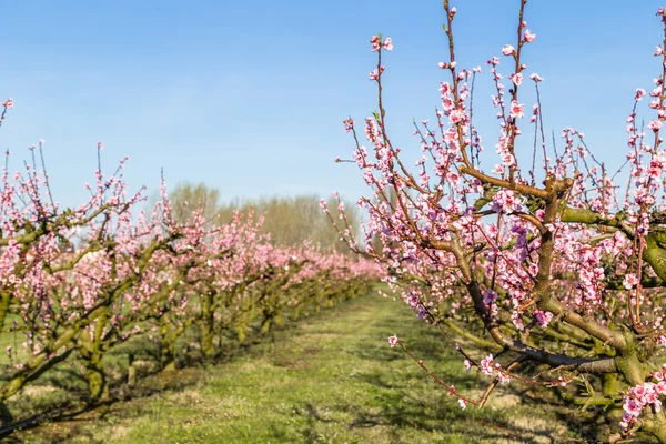 Cultivated fields of peach trees treated with fungicides