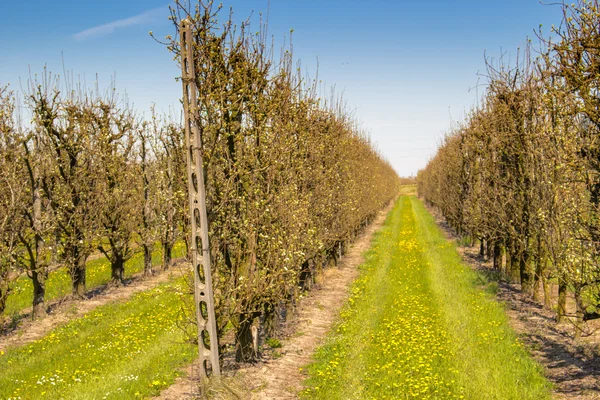 Orchards organized into rows