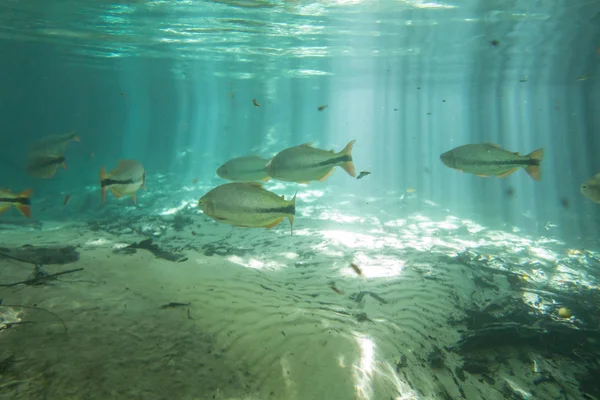 Diving at Salobra river with fishes piraputanga, piau, dourado and others - Nobres - MT - Brazil