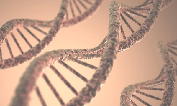 Long structure of the DNA