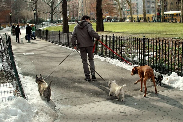 NYC: Dog Walker in Roosevelt Park