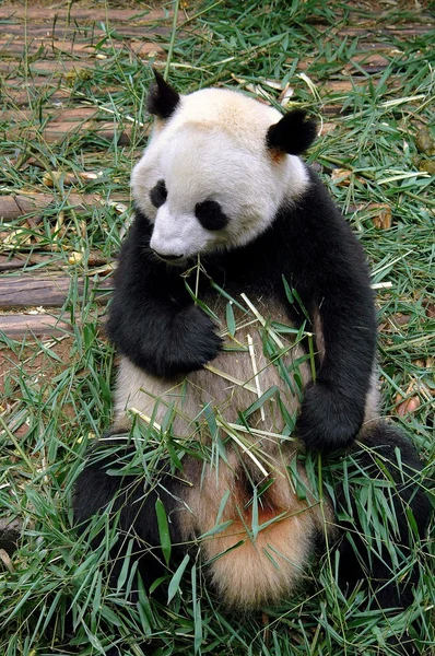Chengdu, China: Panda Eating Bamboo