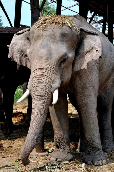 Ayutthaya, Thailand: Elephant at Royal Palace Kraal