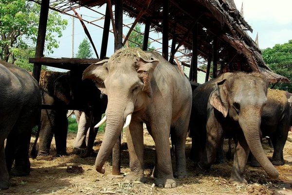 Ayutthaya, Thailand: Elephants at Royal Palace Kraal