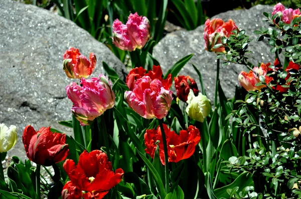 New York City: Tulips in Community Garden
