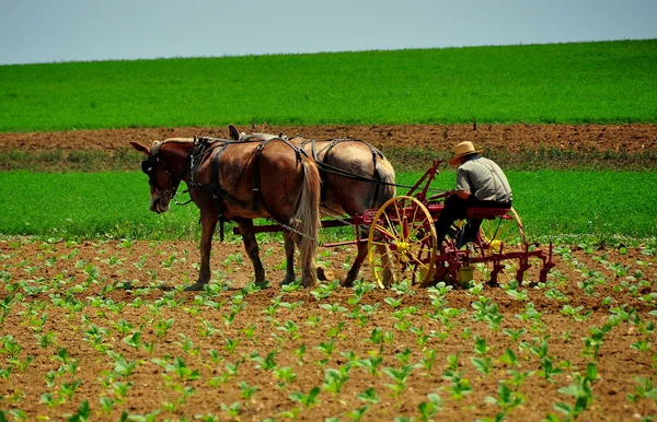 Lancaster County, PA: Amish Man Plowing Field