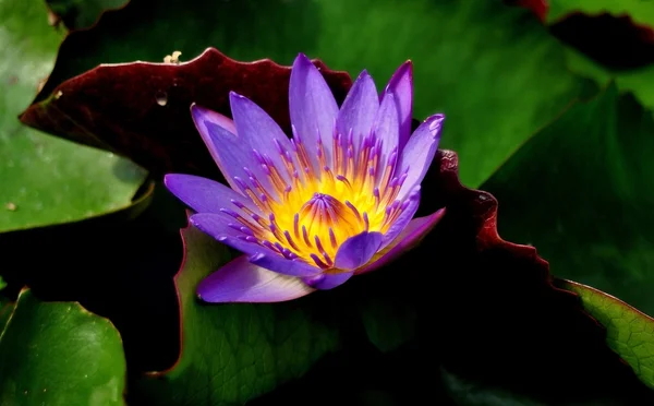 Chiang Mai, Thailand: Purple Water Lily