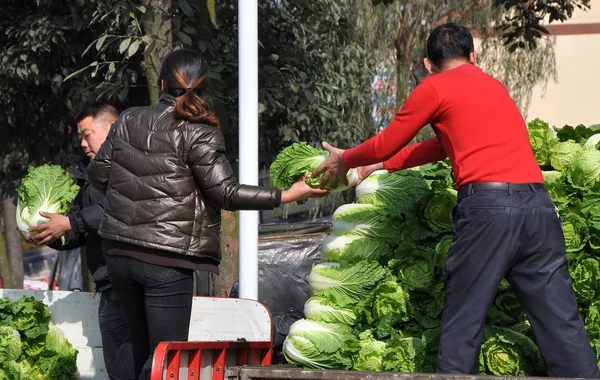 Pengzhou, China: Farmers with Bok Choy