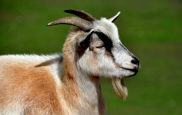 Lancaster, Pennsylvania:  Closeup of Goat at Farm Museum