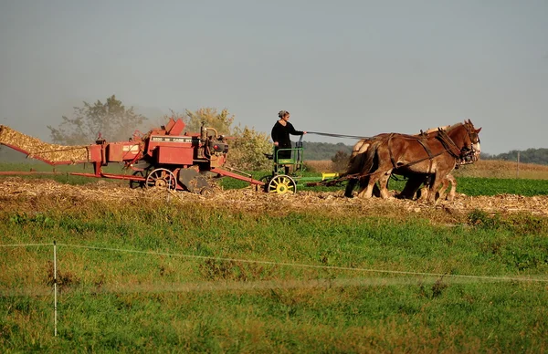 Lancaster County, Pennsylvania:  Amish Farmer in Field