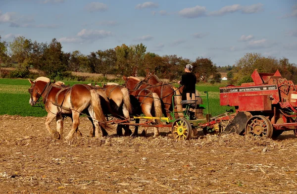 Lancaster County, Pennsylvania:  Amish Farmer