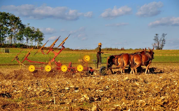 Lancaster County, Pennsylvania: Amish Farmer Working in Field