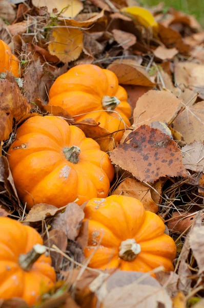 Autumn halloween pumpkins in the fallen leafs