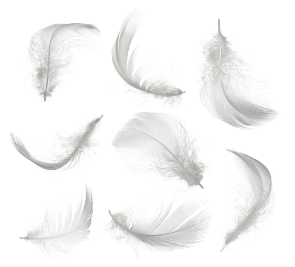 Collection of white feather isolated on white background