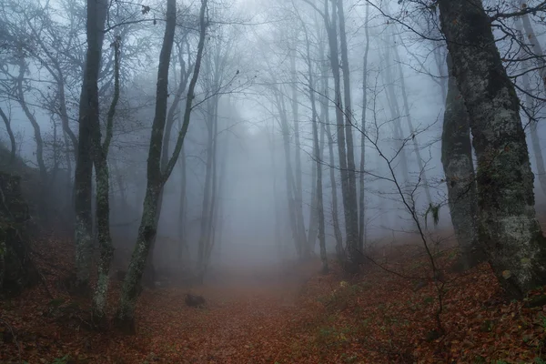 Autumn rainy and foggy forest in Crimea
