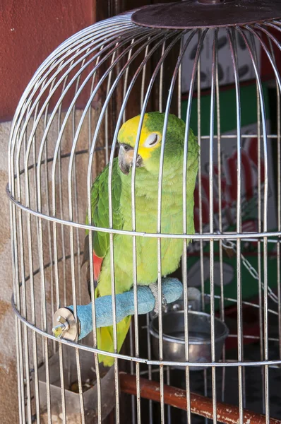 Colorful parrot in a cage at home
