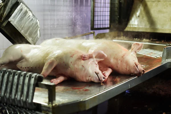 Dead pig carcasses in meat production