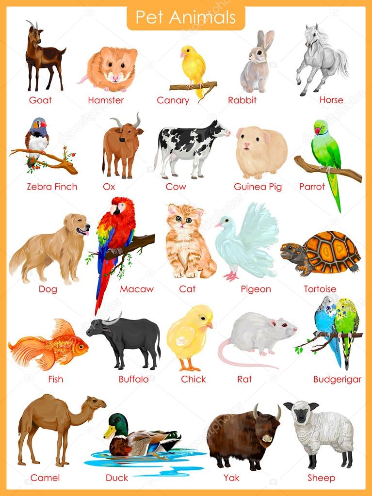 essay on animals as pets essay on animals as pets