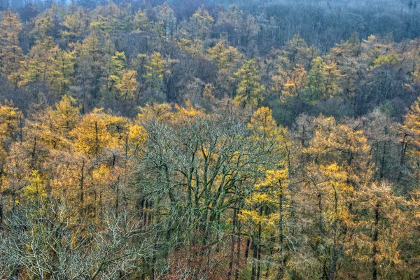 Yellow Trees in Dense Forest