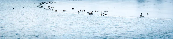 Ducks in Winter on Frozen Lake