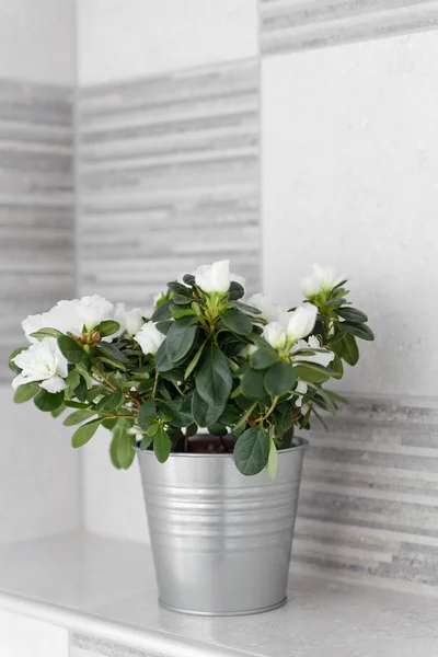 Decorative House Plant in a Metal Light Gray Bucket