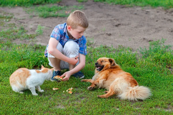 smiling little boy in a plaid shirt feeds homeless cat and redhead stray dog in the yard, dog lies, cat - eats