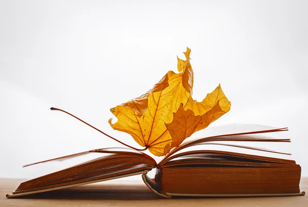Book pages yellow leaves of autumn concept