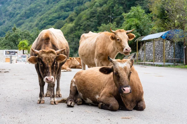 Cows  lying on the road in Abkhazia.