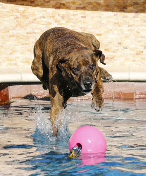 Brindle dog diving for her toy in the pool