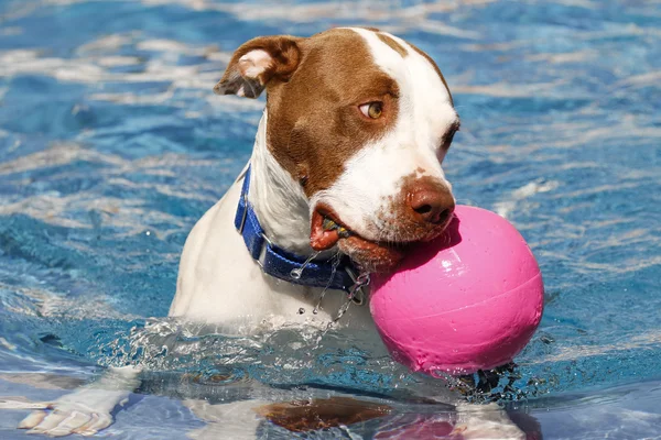 Dog with a pink ball in the pool