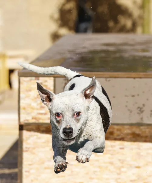 White dog in mid-air jumping into the pool