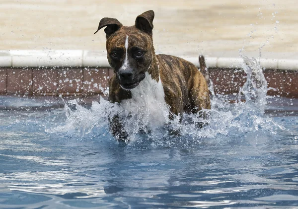 Dog after jumping in the pool