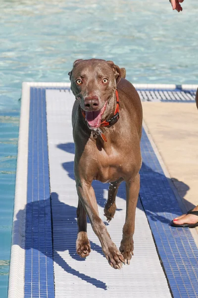 Dog at the public pool