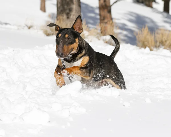 Bull Terrier running in the snow