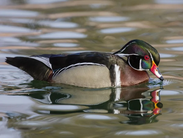Wood duck on the pond