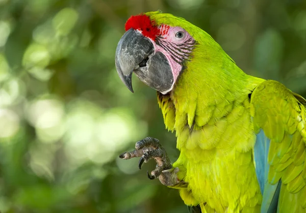 Green parrot outdoor