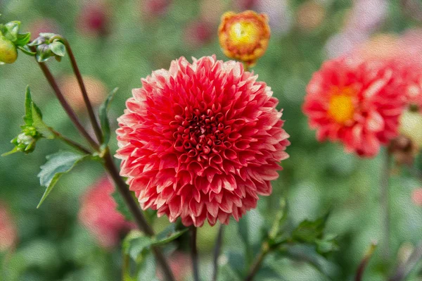 Oil painted style Red Dahlia