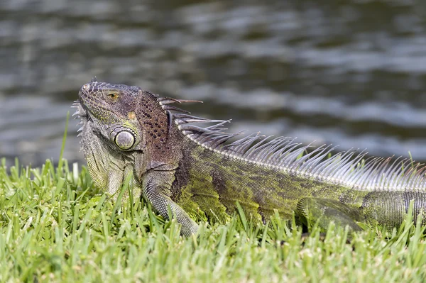 Wil lizard closeup