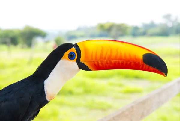 One toucan closeup