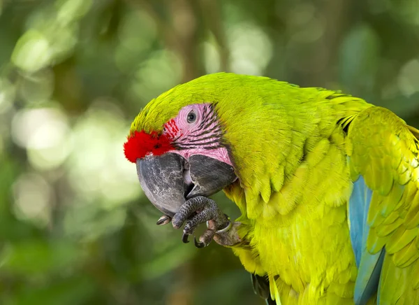 One green parrot