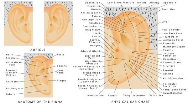 Human ear - Pina